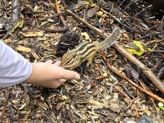 -五营红松林海景区