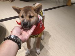 -逗柴咖啡屋·狗咖猫咖宠物桌游