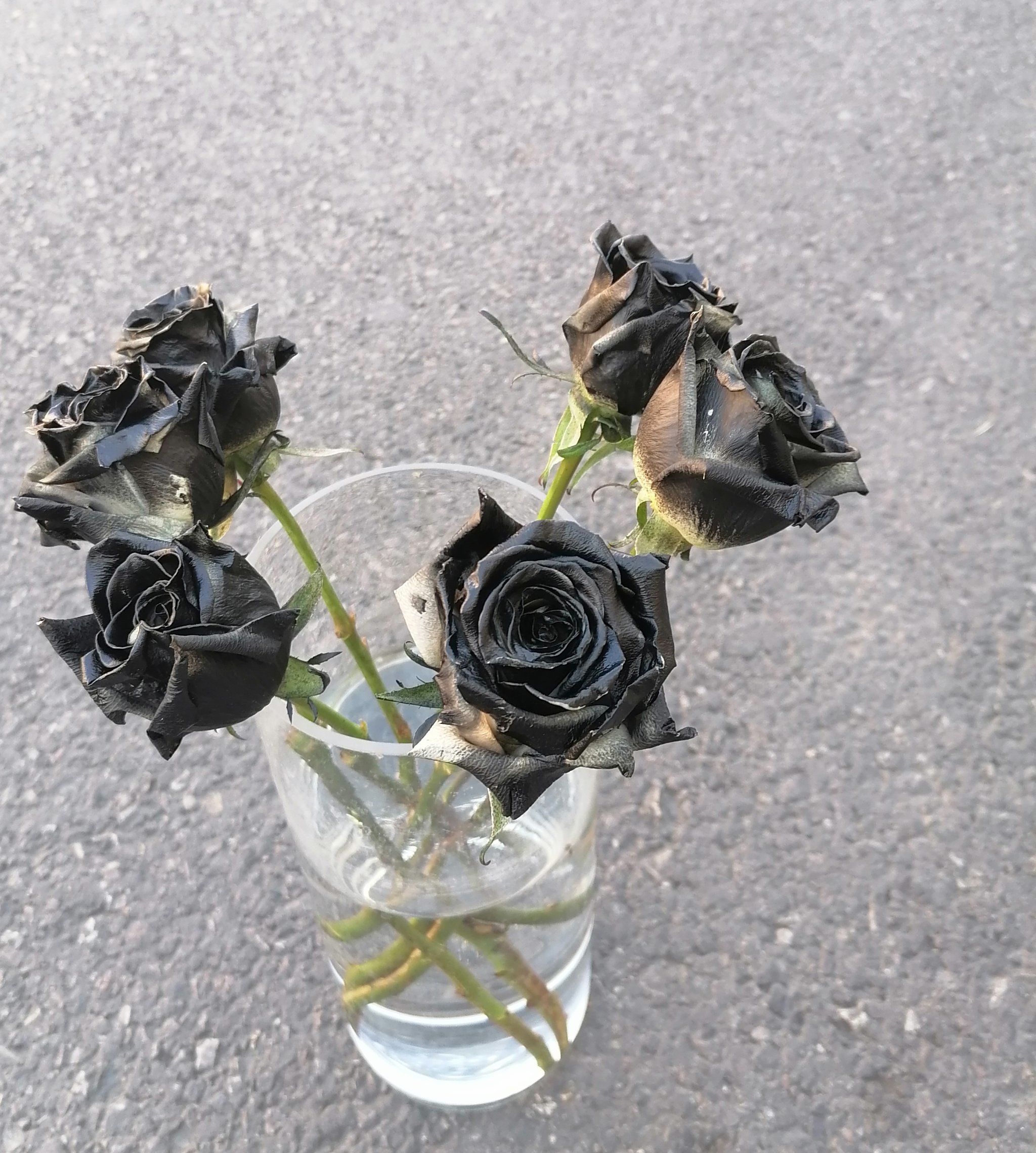 黑玫瑰也很别致