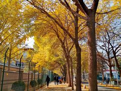 -三里屯东五街银杏大道