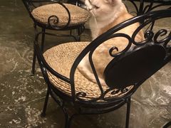 -猫猫幼稚园·撸猫·桌游·电玩