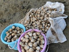 -启东黄金海滩景区