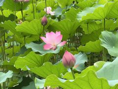 -莲花池公园