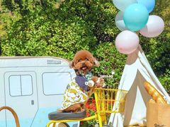 -超宠爱宠物摄影-Super pet