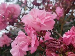 -轩记海鲜餐厅·四十五年老字号·经典粤菜(西区彩虹店)