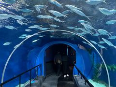 -上海海洋水族馆