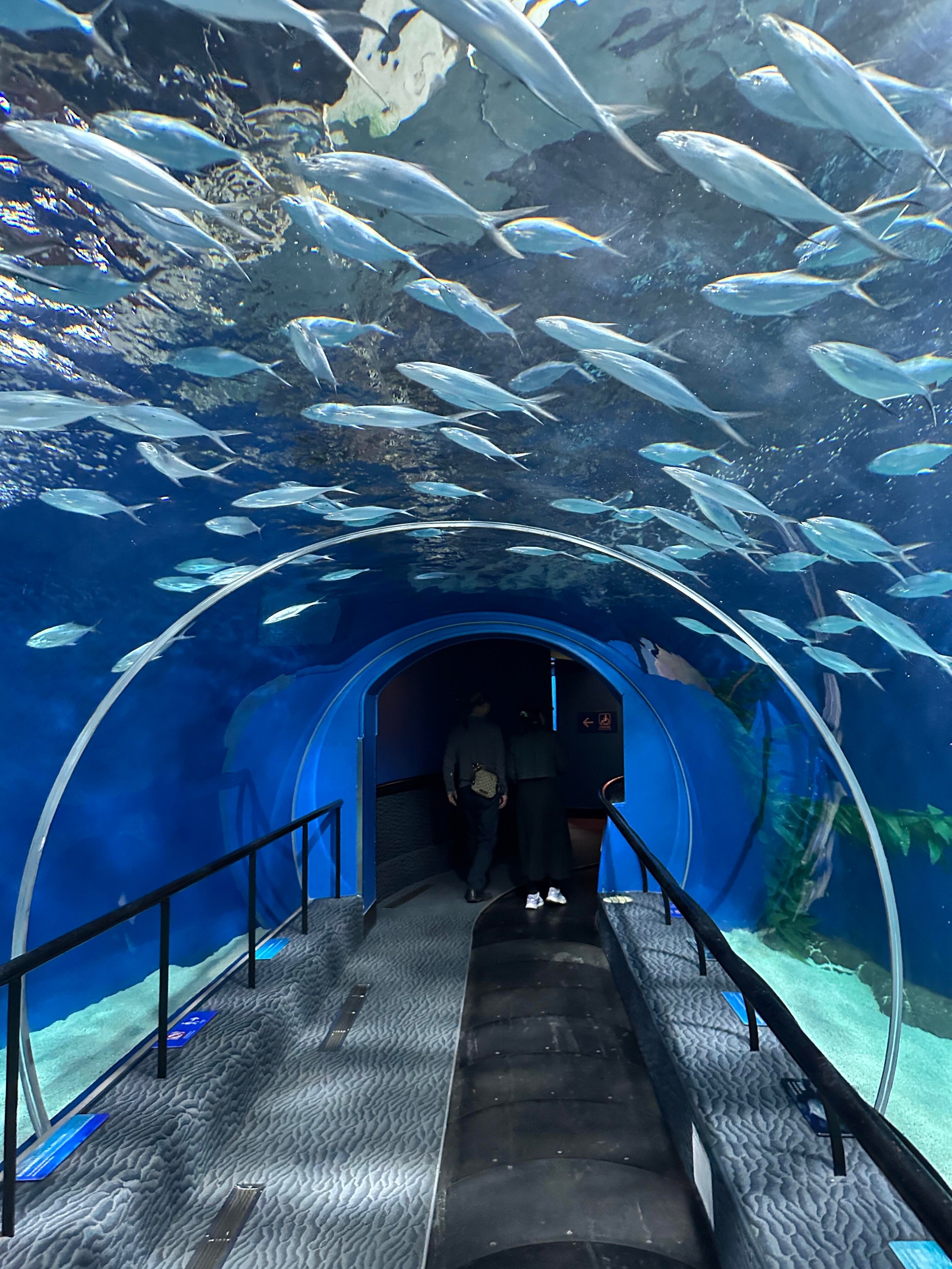 圣彼得堡海洋水族馆图片