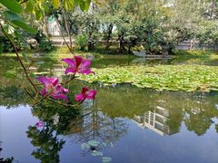 -荔枝公园(福田区)