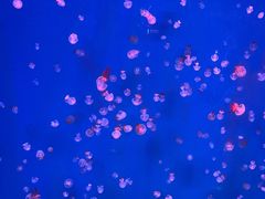 -芜湖新华联大白鲸海洋公园