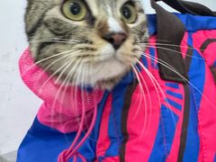 -汪喵宠物医院·骨科心脏影像·犬猫急重症ICU诊疗中心(成华分院)