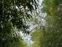 -竹子庵公园