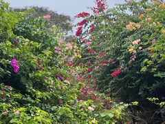 -中国科学院西双版纳热带植物园