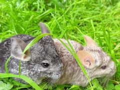 -青石桥花鸟鱼虫市场(叠翠城店)