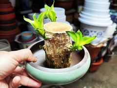 -青石桥花鸟鱼虫市场(叠翠城店)