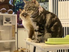 -平行世界·猫咖(首经贸店)