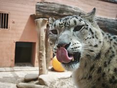 -青藏高原野生动物园