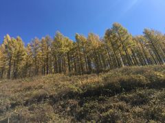 -塞罕坝国家级自然保护区