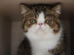 -瞄一喵猫咖(格力海岸店)