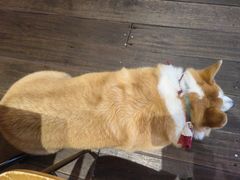 -肥朵食堂(带梦胡同店)