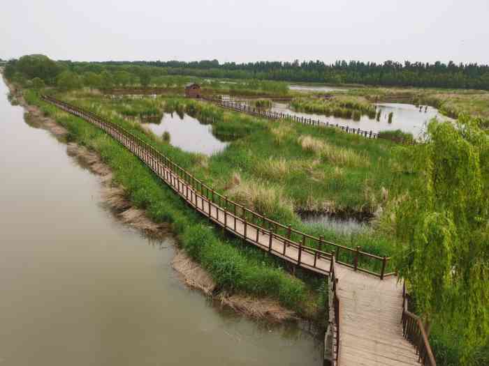 封丘陈桥湿地公园油菜花节