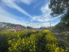 -南汇桃花村
