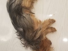 -浣熊柯尔鸭土拨鼠·电玩咖