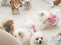 -怪兽屋·羊驼·猫咖·狗咖(俊华广场店)