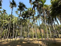 -中国科学院西双版纳热带植物园