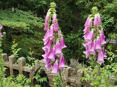 -庐山风景区花径公园