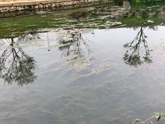 -羊山湖公园
