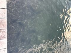 -台场海滨公园船码头