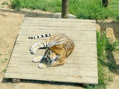 -大连森林动物园