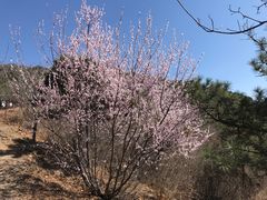 -北京十三陵国家森林公园蟒山景区