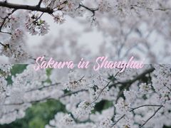 -上海辰山植物园