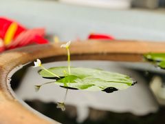 -南汇花鸟市场(上海浦东新花卉店)