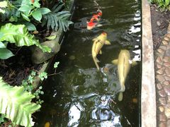 -Fern Forest Cafe