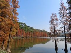 -三水森林公园