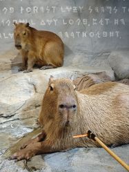 -Zoolung Zoolung动物主题公园(海信广场店)