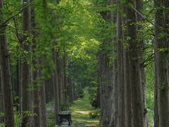 景点-上海长兴岛郊野公园