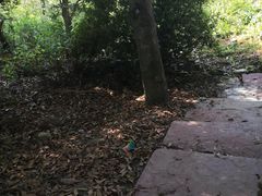 -秀丽东方