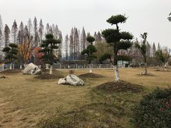 -水杉园