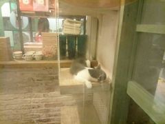 -猫咪博物馆(顶澳仔猫街店)
