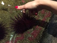 -西雅图水族馆