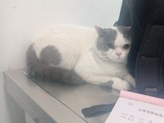 -汪喵宠物医院·骨科心脏影像·犬猫急重症ICU诊疗中心(成华分院)