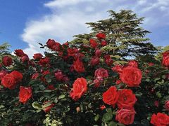 -国家植物园南园