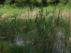 -贡湖湾湿地公园