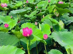 -莲花池公园