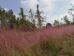 -昆山城市生态森林公园
