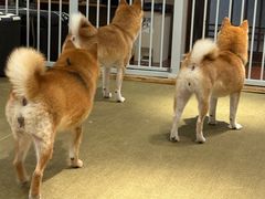 -逗柴咖啡屋·狗咖猫咖宠物桌游