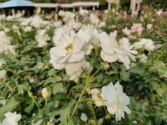 -人民公园(罗湖区)